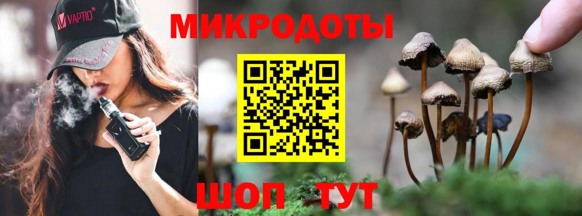 Псилоцибиновые грибы Psilocybe Краснокаменск